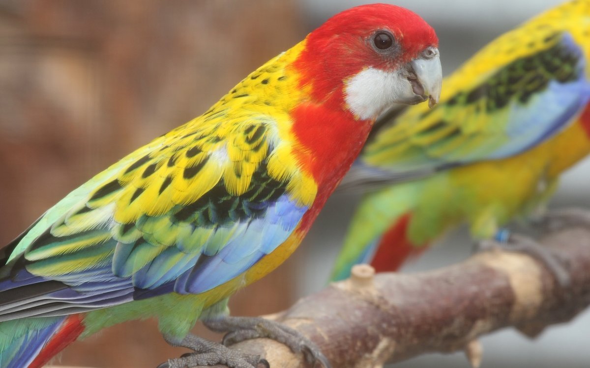 Rosellasittich mit ausgedehntem Gelb auf dem Rücken. Die Art ist unter Argenossen streibar und sollte darum nur paarweise gehalten werden. 