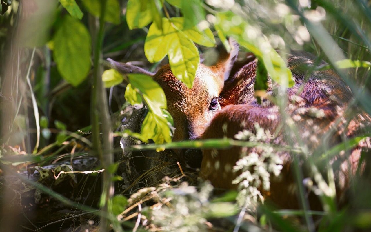 Ein Rehkitz bleibt gut getarnt liegen, bis die Mutter zurückkehrt.