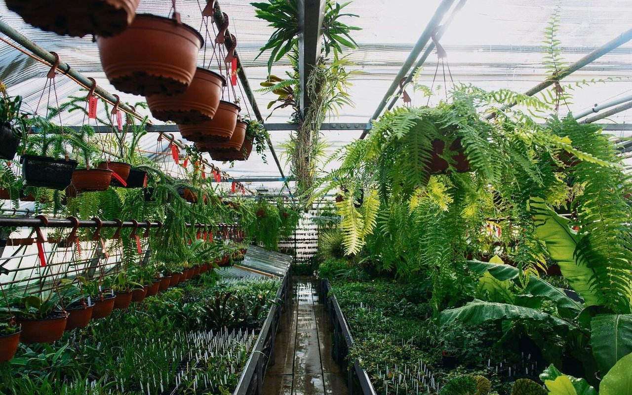 Blick in die Pflanzenzucht der Gärtnerei Farnwerk. 