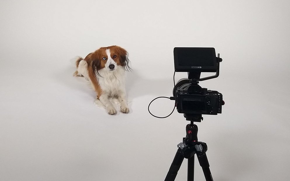 Kamera, Licht, Ton und fremde Menschen: Hunde lernen, sich bei einem Dreh oder Fotoshooting nicht ablenken zu lassen.