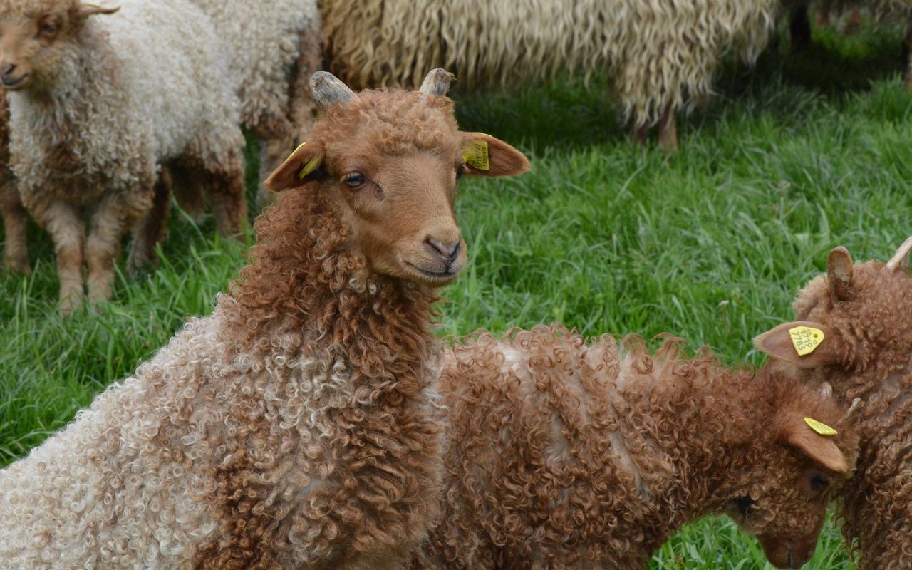 Die jungen Zackis von Hans-Peter Weber beobachten neugierig ihre Umgebung.