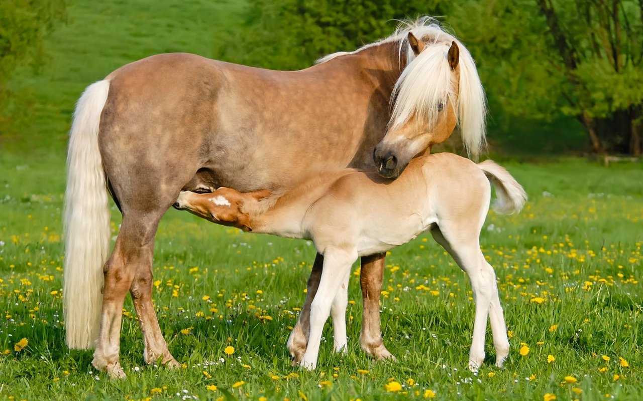 Wenn Pferde langen Behang (Mähne und Schopf) haben, sollte dieser möglichst lang sein. 