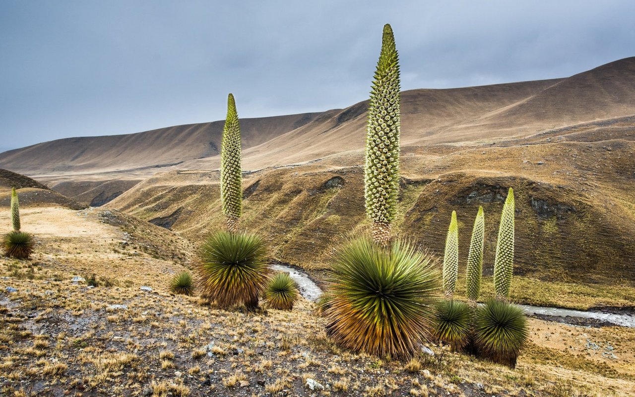 Die Riesenbromelie ist in Südamerika zuhause. 