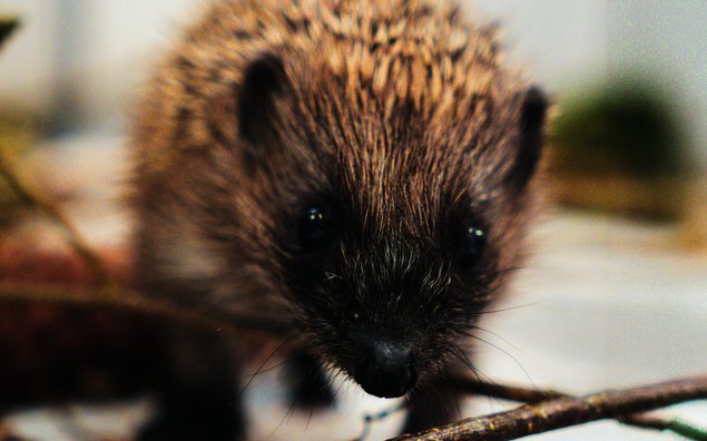 Der junge Igel wurde gegen Parasiten behandelt und kommt wieder zu Kräften in seiner Box. 