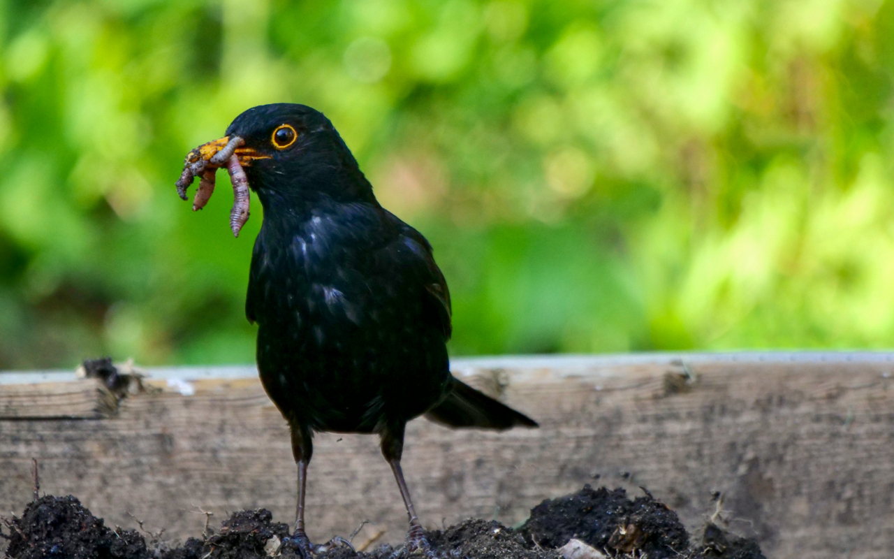 Nebst verschiedenen Vögeln ernähren sich Maulwürfe, Igel, Spitzmäuse und Erdkröten primär von Regenwürmern.