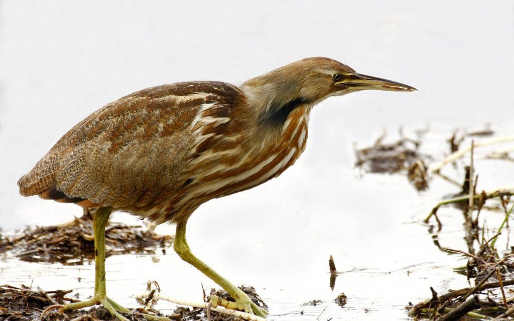 Nordamerikanische Rohrdommel