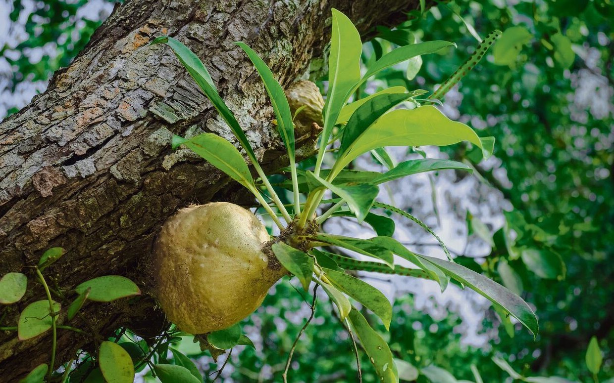 Myrmecodia-Pflanzen wachsen epiphytisch an Baumstämmen und beherbergen Ameisen in ihren Knollen.