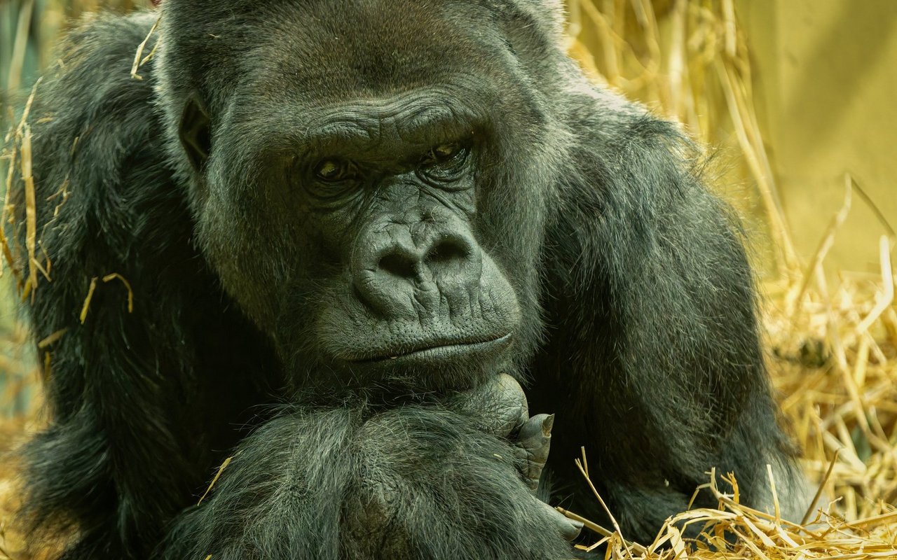 Silberrücken N'Gola litt seit längerem an gesundheitlichen Problemen.