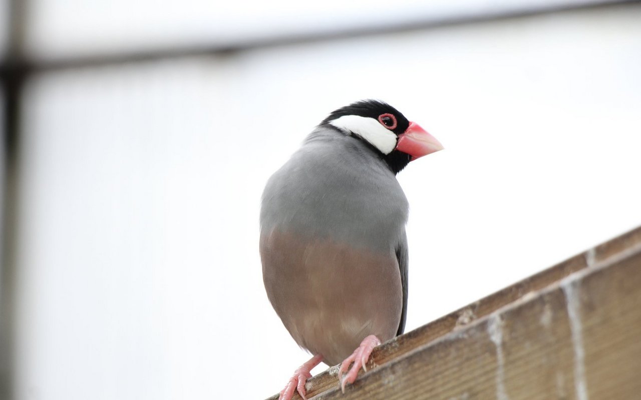 Prachtfinken wie dieser Reisfink werden zwischen 6 und 14 Jahre alt, je nach Art. 