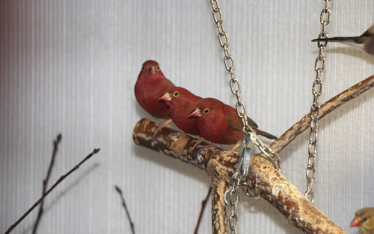 Drei Senegalamaranten-Männchen. Solange kein Weibchen in der Voliere ist, können Männchen gut in der Gruppe gehalten werden. 