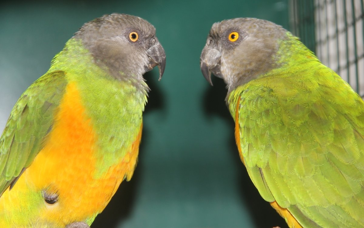 Senegalpapageien sollten paarweise gehalten werden. 