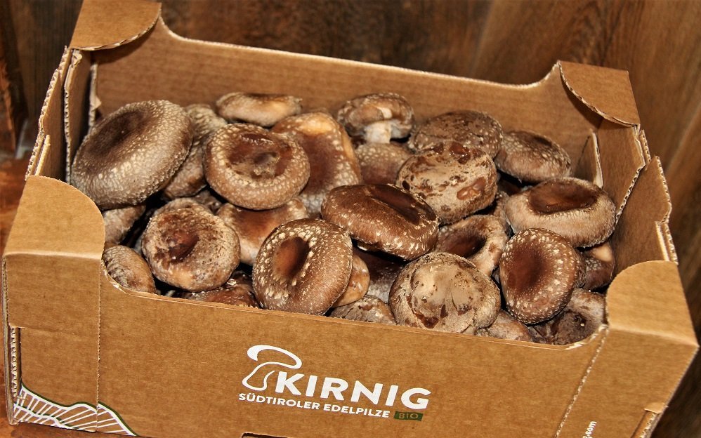 Frisch geerntete Edelpilze: bereit für die Auslieferung an regionale Restaurants und Bioläden – ein Zeichen für Qualität und Nachhaltigkeit aus Südtirol.