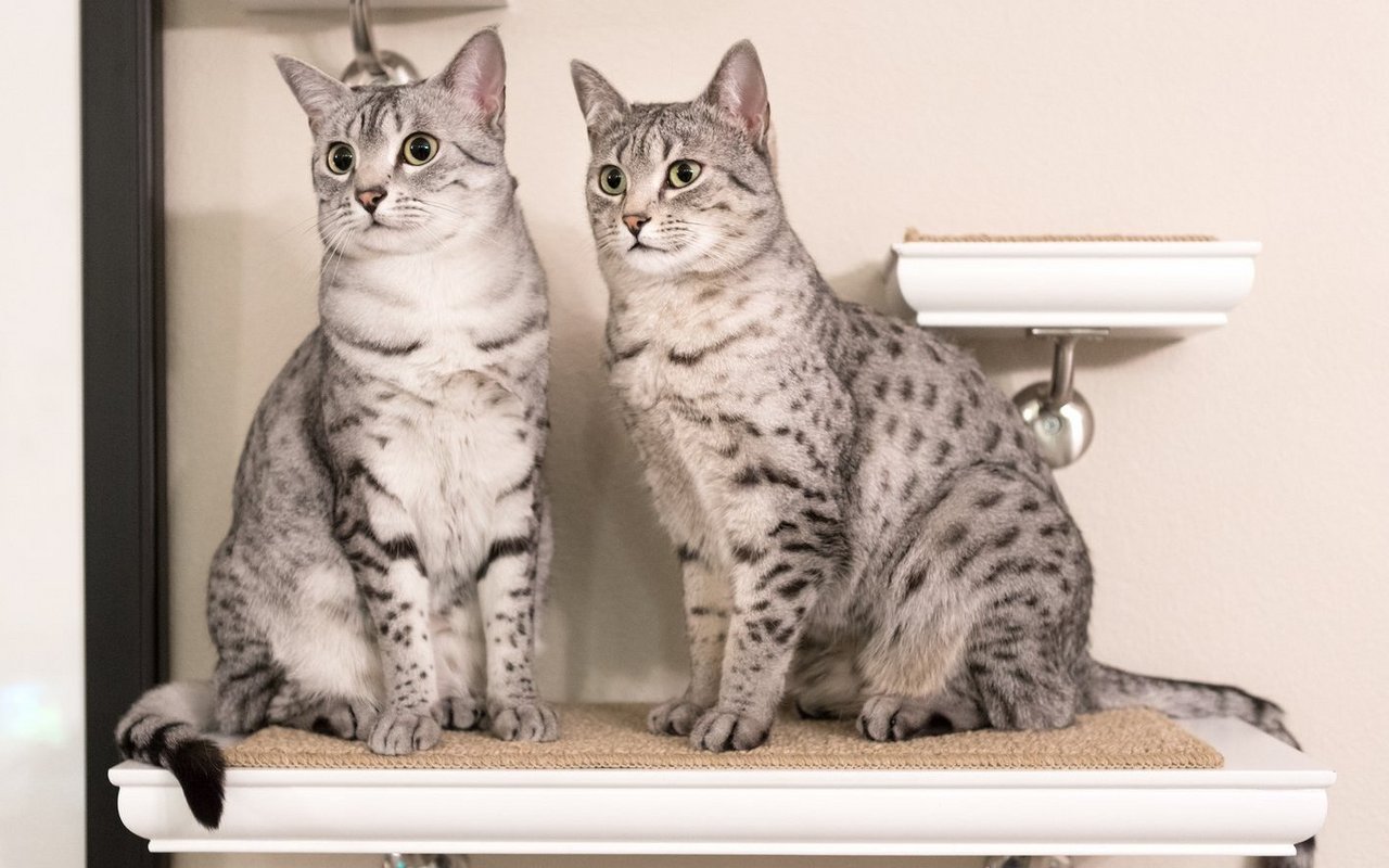 Die Entscheidung, ein Haustier aufzunehmen, sollte gut überlegt sein.