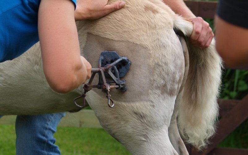 Rassebrände werden Fohlen auf der linken Hinterhand aufgebrannt.
