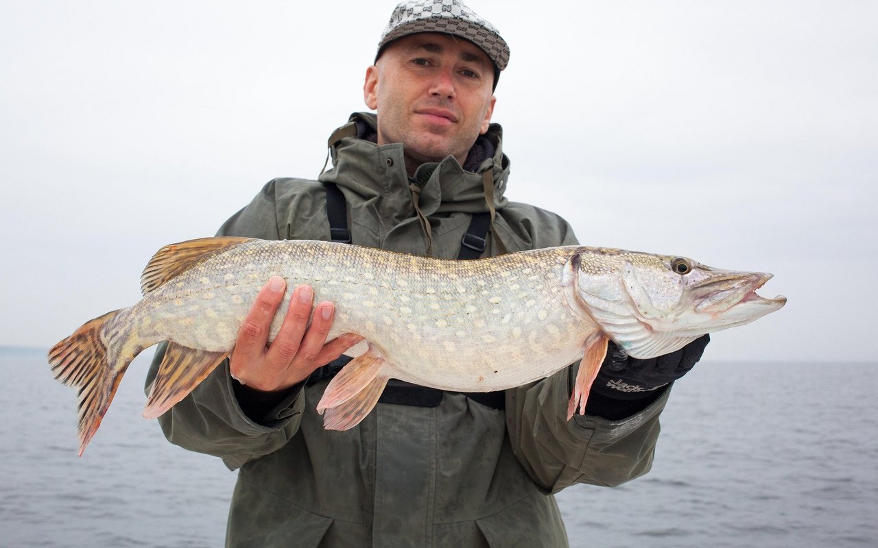Hechte können zwar gross werden, beissen aber nur selten zu.