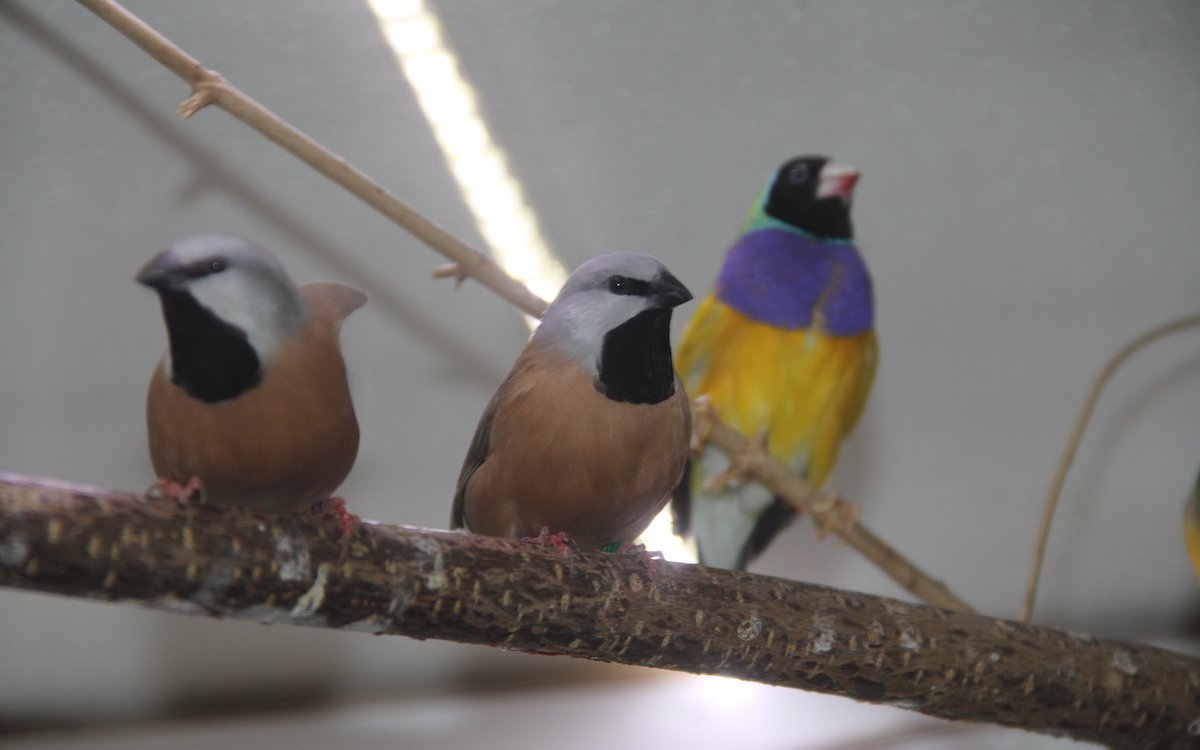 Die beiden Gürtelgrasfinken links werden im CITES geführt, die Gouldamadine hinten rechts eigenartigerweise nicht. Speciesplus.net gibt Auskunft. 