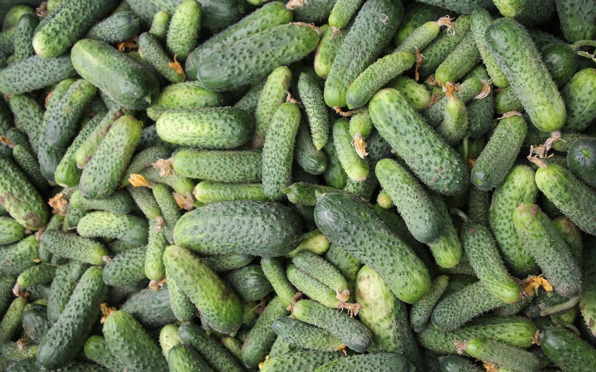 Bei jedem Erntedurchgang werden alle Essiggurken gepflückt, kleine und grosse. 