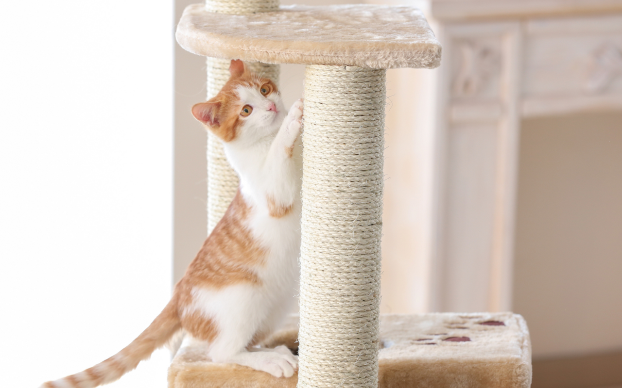 Kratzmöglichkeiten sind wichtig. Je mehr zur Verfügung stehen, umso weniger werden Möbel angegriffen.