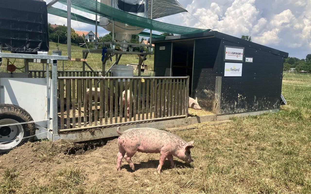 Dank Auslaufoptionen auf beiden Seiten können die Schweine zwei Weideparzellen nacheinander nutzen, bevor der Sau Caravan per Traktor umgesetzt werden muss.