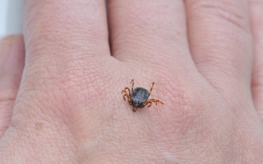 Hyalomma-Zecken sind um einiges grösser als die uns bekannten, heimischen Zeckenarten.