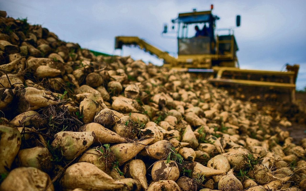 Der Anbau und die Ernte von Zuckerrüben haben in der Schweiz Tradition.